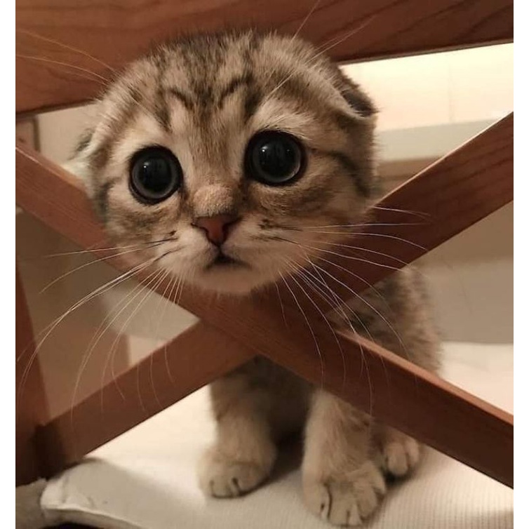 Miu Miu cute