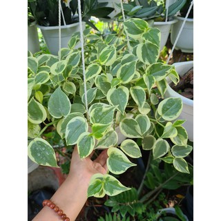 Cây Trầu Bà Càng Cua (Trầu bà Peperomia scandens.)