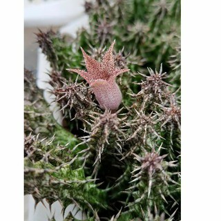 Sao biển Stapelianthus Decaryi