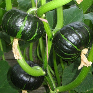 Hạt giống bí nhật xanh F1 Ngọt thơm