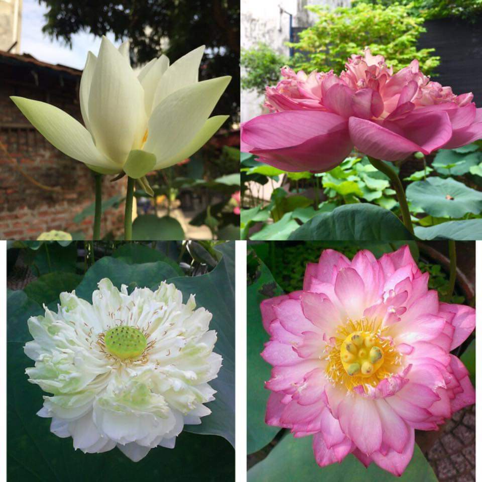 5 hạt giống hoa sen quan âm 5 màu