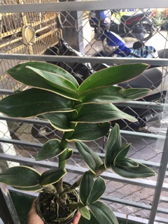 Dendro đột biến lá biên