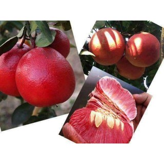 cây giống bưởi đỏ luận văn( bưởi tiến vua)