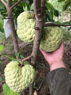 Cây na thái