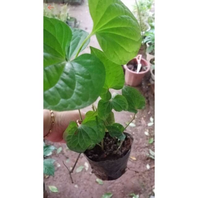 Cây giống lá lốt   - bầu 3 cây