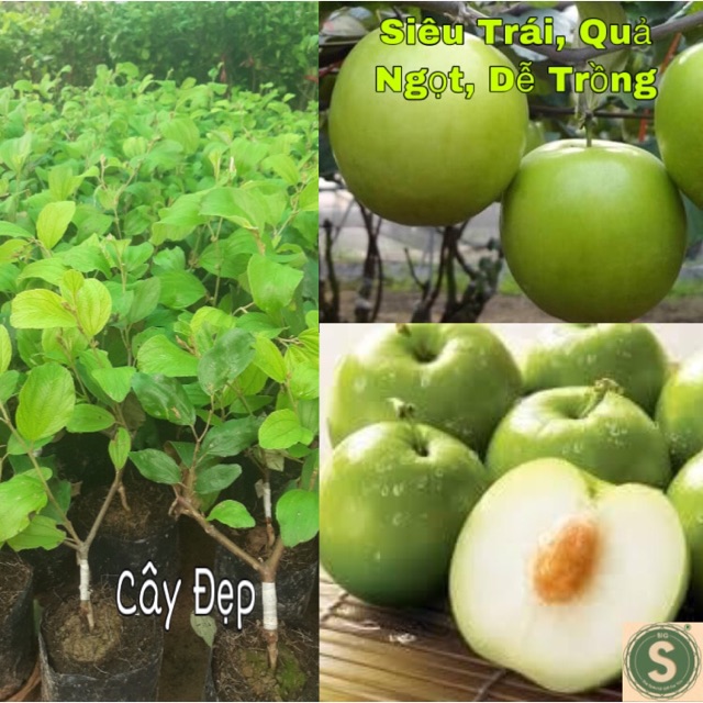 Cây Giống Táo Thái Siêu Trái, Quả To, Giòn và Ngọt
