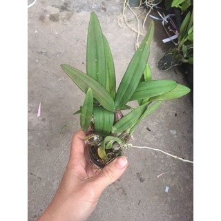 Hoa phong lan denro mini yaya