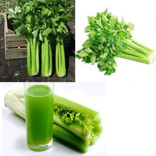 Gói 5 gram hạt giống cần tây khổng lồ bẹ to ( Cần tây  dùng ép nước uống) chiều cao cây bình quân khoảng 60cm- 80cm