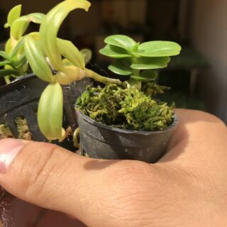 Chớp mỹ nù lá mít đồng xu