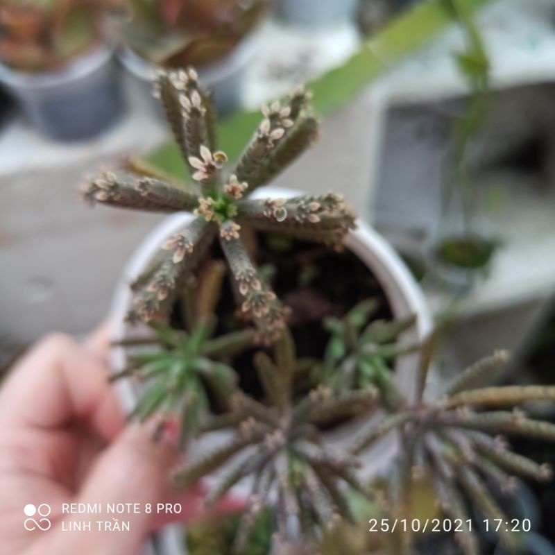 Sen đá xương cá . Sen đá thằn lằn