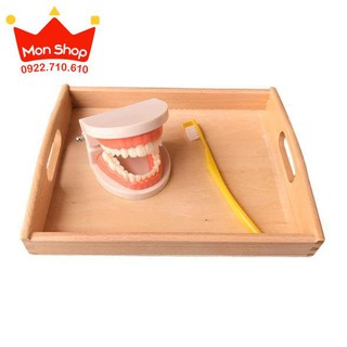 Thực hành cuộc sống - Mô hình hàm răng