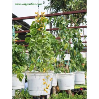 Cây Lan Hoàng Dương - Cây Chuỗi Ngọc Vàng