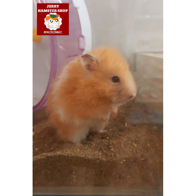 Cát buddy nhiều màu lót chuồng cho Hamster(1kg)