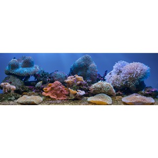 Tranh phông nền 3D VTC dán hồ cá Aqua_046