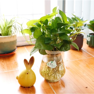 Trầu bà thuỷ sinh-vạn niên thanh thuỷ sinh