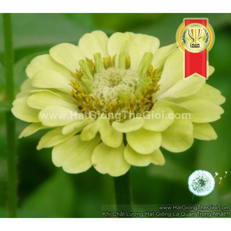 10GR 1500.HẠT Hạt Giống Hoa Cúc Lá Nhám Kép Chanh TG76