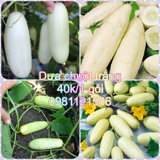 Hạt giống dưa chuột trắng. Combo 2 gói tặng 2 viên nén ươm hạt và kích mầm.