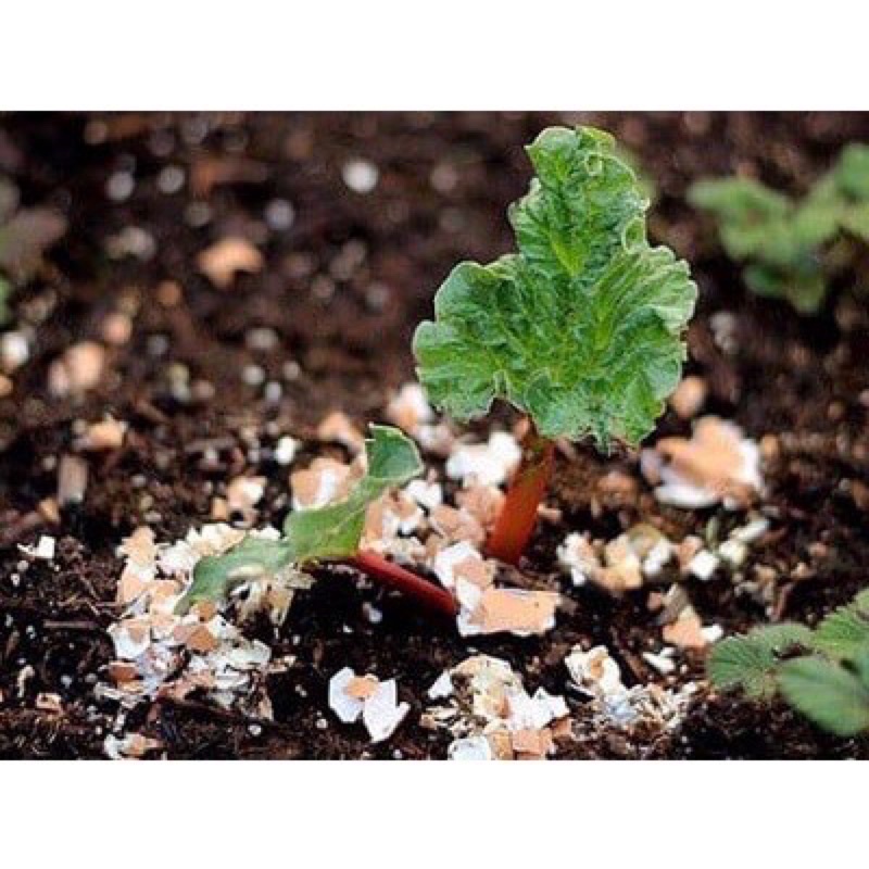 Vỏ trứng gà đã xử lý Sfarm Đặng Gia Trang, dùng cho mọi loại hoa, cây cảnh và rau màu - Gói 1kg