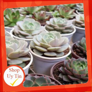 Sen giống mới lớn mix🍏 |FREESHIP| 🔥 XỨ NÓNG, ĐÃ THUẦN KHÍ HẬU, KHOẺ ĐẸP 🍏 LỖI 1 ĐỔI 1