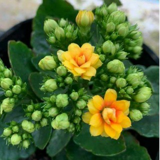 5cây giống, cành giống sống đời thái cánh kép mix màu