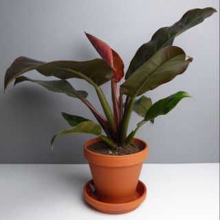 1 Trầu bà đế vương (không gồm chậu )