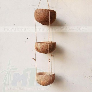 Chậu gáo dừa treo trồng cây.