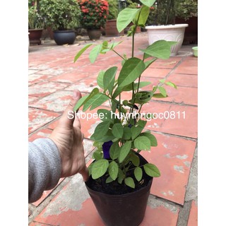 chậu cây đậu biếc (có hoa kèm)