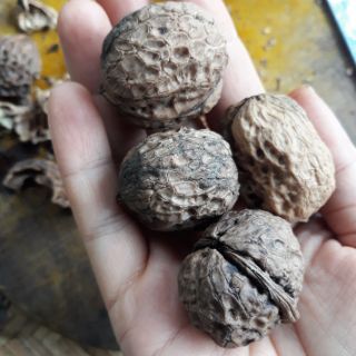 Óc chó Tây Bắc