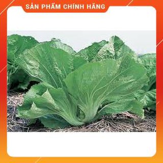 HẠT GIỐNG CẢI BẸ DƯA CAO SẢN