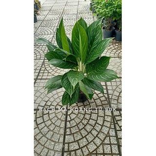 Chậu cây bạch mã hoàng tử