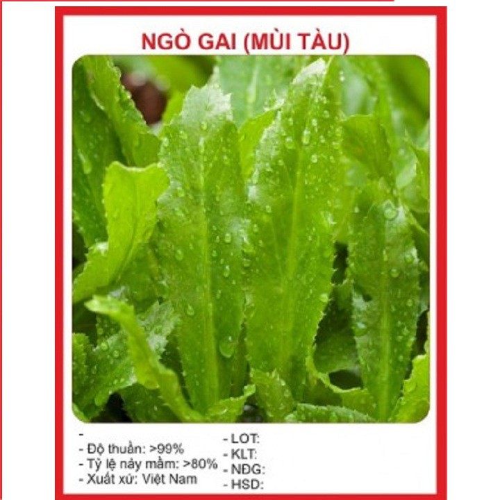 Hạt giống rau ngò gai - mùi tàu gói 2 gram xuất xứ Việt Nam