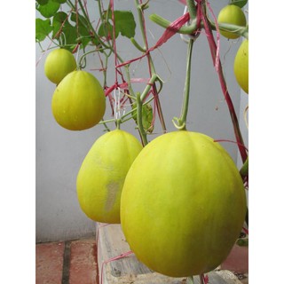 Hạt giống Dưa Kim Cô Nương ( 10 hạt)