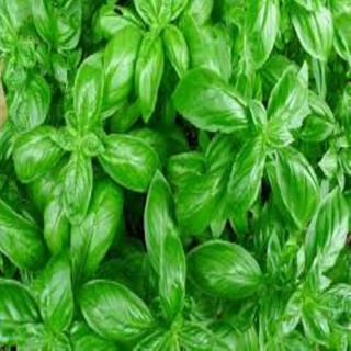 HẠT GIỐNG RAU HÚNG THƠM GÓI 100 HẠT
