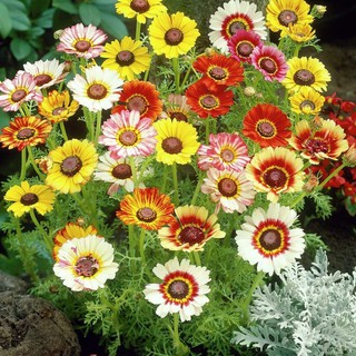 Hạt giống hoa cúc chi hỗn hợp nhiều màu gói 50 hạt - HGT