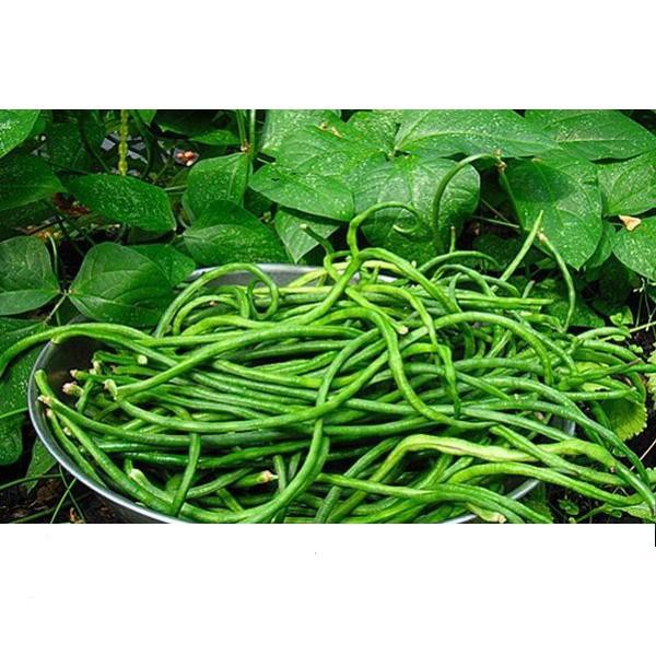 Hạt Giống Đậu Đũa F1 Năng Suất 20gr