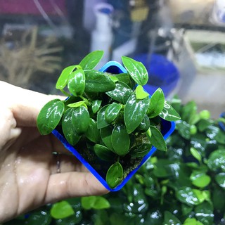 Ráy Nana Tàu [Cây Thủy Sinh Gắn Giá Thể]