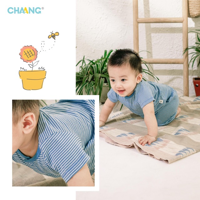 Bộ cúc giữa chaang