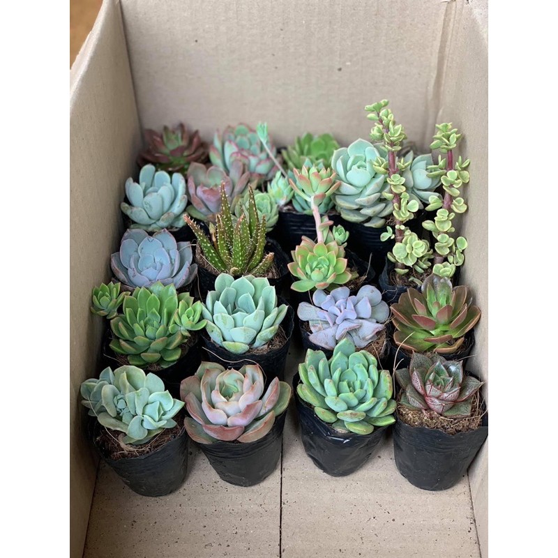 Sen đá Đà Lạt. Size 8-10cm