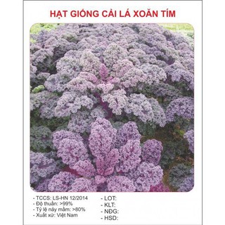 [GIÁ GỐC] Hạt giống Cải lá xoăn tím - 30 hạt