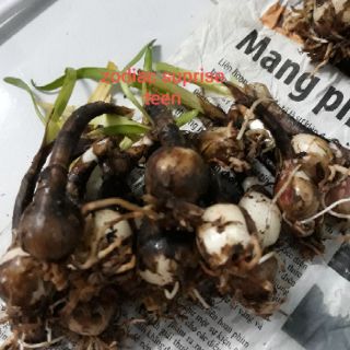 1 củ huệ mưa hồng (zodiac suprise) (hình củ 5,6,7,8)