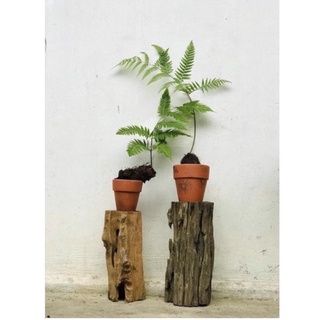 Dương xỉ culi chơi cảnh (1 củ to)