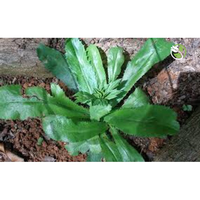 Hạt Giống Ngò Gai Phú Nông - Gói 5g - Eryngium