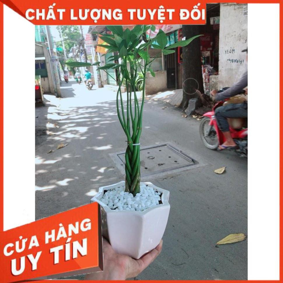 Chậu kim ngân 5 thân Nhiều Người Mua