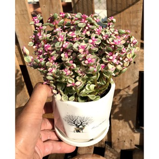 Chậu sứ  sen đá Đô La hồng