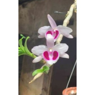 Cây giống Lan Mắt Đỏ Cánh Bầu Đại