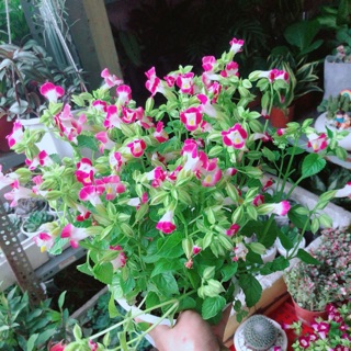 Chậu hoa ban sê hồng nhạt