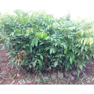 cây giống NHÃN LỒNG SỚM HƯNG YÊN - Cây giống chuẩn F1