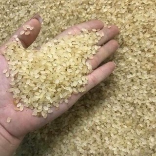 doanhcbGạo khảu hang - lúa nếp non tú lệ