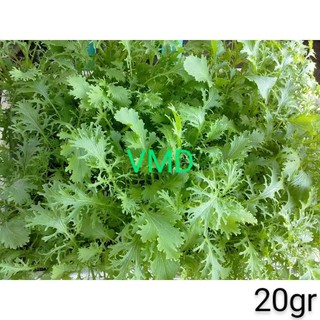 Hạt giống Cải Đuôi Phụng