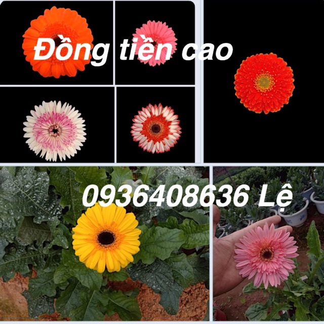 15 cây đồng tiền cao giống